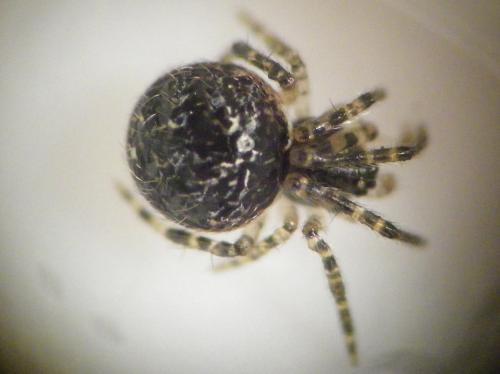 Theridion sp.